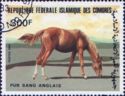 Thoroughbred (Equus ferus caballus)