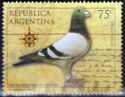 Carrier Pigeon (Columba livia forma domestica)