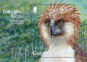 Philippine Eagle (Pithecophaga jefferyi)