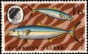 Yellowtail, Amberjack (Seriola lalandei)