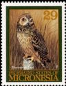 Short-eared Owl (Asio flammeus)