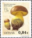 Bitter Boletus (Boletus radicans)