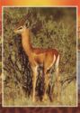 Gerenuk or Giraffe Gazelle (Litocranius walleri)