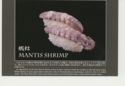 Mantis Shrimp