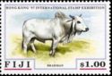 Brahman Cattle (Bos primigenius indicus)