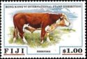 Hereford Cattle (Bos primigenius taurus)