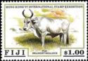 Fiji-draught-bullock Cattle (Bos primigenius taurus)