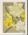 Botanical Art - Daffodils and Jonquils