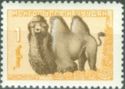 Bactrian Camel (Camelus bactrianus)