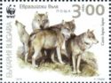 Gray Wolf (Canis lupus lupus)