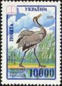 Common Crane (Grus grus)