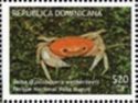 Freshwater crab (Epilobocera wetherbeei)