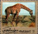 Giraffe (Giraffa camelopardalis)