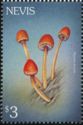 Mycena acicula