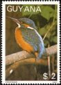 Common Kingfisher (Alcedo atthis)