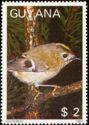 Goldcrest (Regulus regulus)