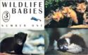 Wildlife Babies