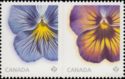 Delta premium & Midnigth glow pansies
