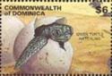 Green Sea Turtle (Chelonia mydas)