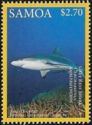 Grey Reef Shark (Carcharhinus amblyrhynchos)