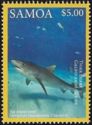 Tiger Shark (Galeocerdo cuvier)