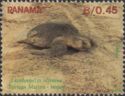 Olive Ridley Sea Turtle (Lepidochelys olivacea)