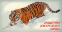 Protect the Amur Tiger