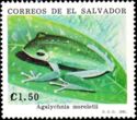 Black-eyed Tree Frog (Agalychnis moreletii)