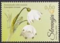 Spring snowflake (Leucojum vernum)