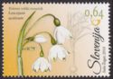 Summer snowflake (Leucojum aestivum)