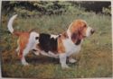 Basset Hound