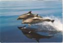 Bottlenose dolphins