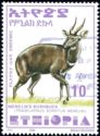 Menelik's Bushbuck (Tragelaphus scriptus meneliki)