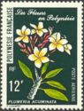 Plumeria acuminata