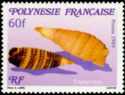 Sea Snail (Triphoridae)