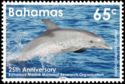 Atlantic Spotted Dolphin (Stenella frontalis)