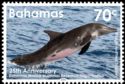 Rough-Toothed Dolphin (Steno bredanensis)