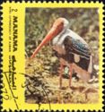 Painted Stork (Mycteria leucocephala)