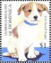 Jack Russell Terrier (Canis lupus familiaris)