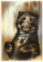 The spectacled bear (Tremarctos ornatus)