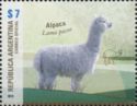 Alpaca (Vicugna pacos)