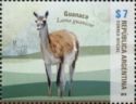 Guanaco (Lama guanicoe)