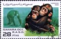 Chimpanzee (Pan troglodytes)