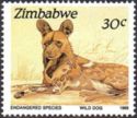 African Wild Dog (Lycaon pictus) 