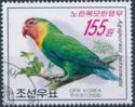 Yellow-collared Lovebird (Agapornis personata)