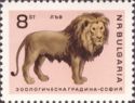 Lion (Panthera leo)