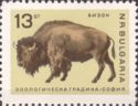 American Bison (Bos bison)