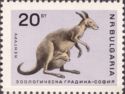 Eastern Grey Kangaroo (Macropus giganteus)