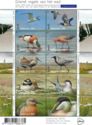 Griend: Birds of the Wadden Islands