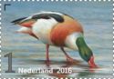 Shelduck (Tadorna tadorna)
